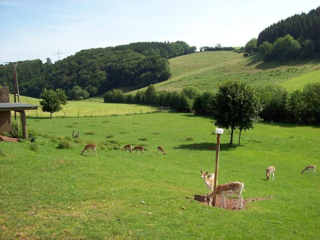 Hof Goerrespesch-Ferien Im Herzen Der Schneifel Schlausenbach Eksteriør billede